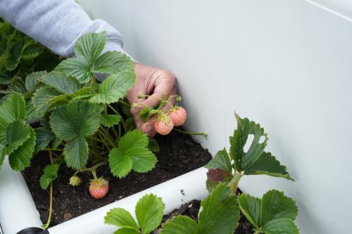 Picking white strawberries
