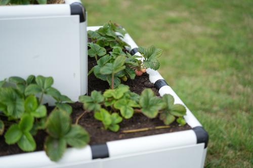 White strawberries growing in a Quadro planter box