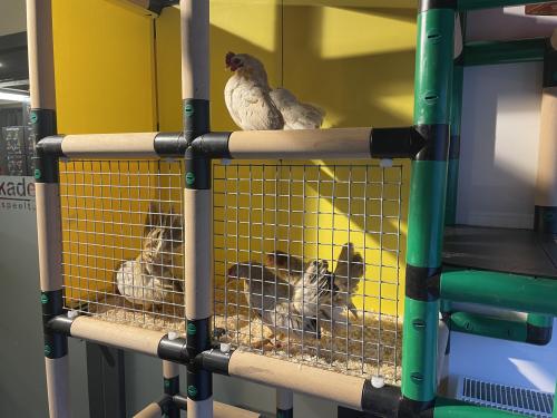 Poules en cage