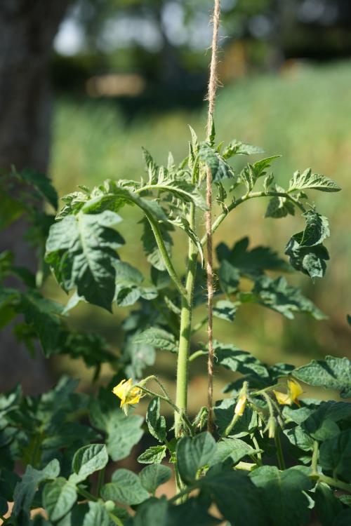 Tomatos