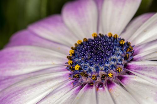 Blume mit den Augen einer Biene gesehen