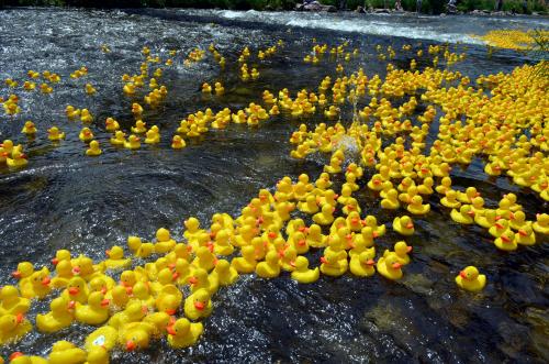 Rubber eendjes in het water