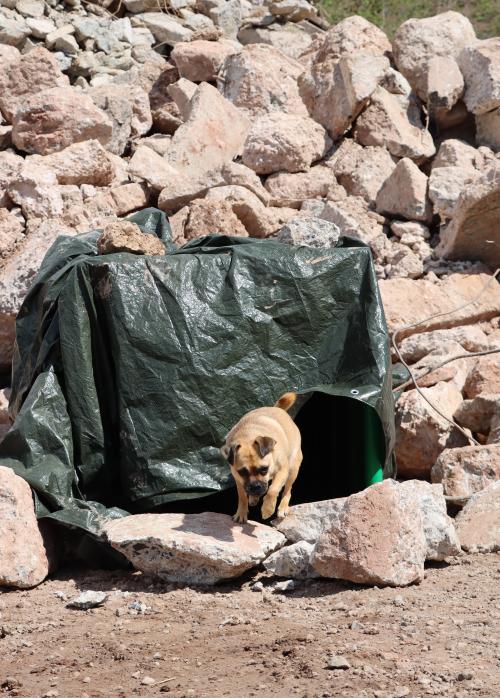 Hund läuft aus einem Tunnel heraus