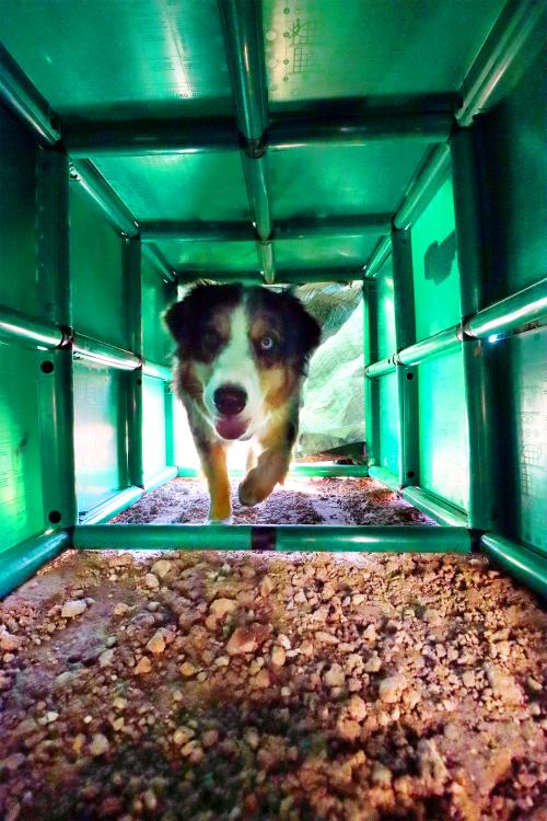 Hund in einem QUADRO Tunnel