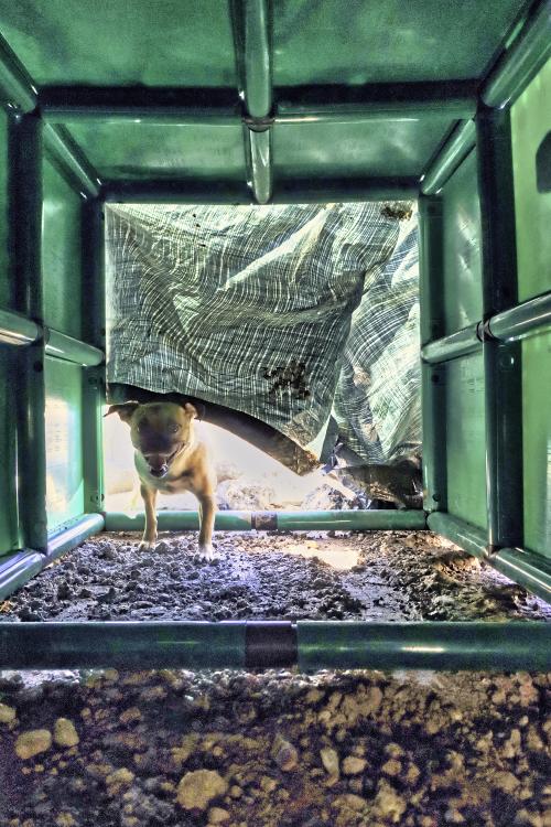 Hund im QUADRO Tunnel