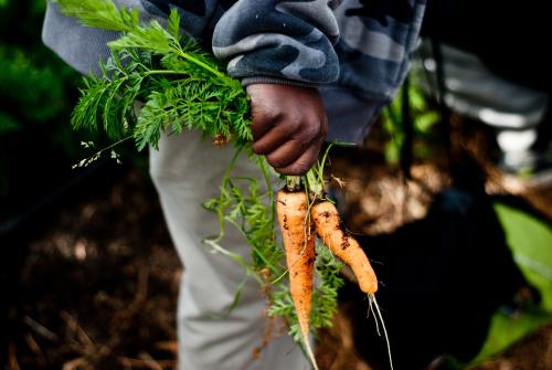 Enfant avec des carottes fraîchement récoltées