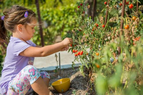 Un enfant ramasse des tomates