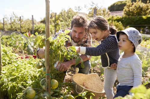 Un père et ses enfants regardent des plants de tomates 